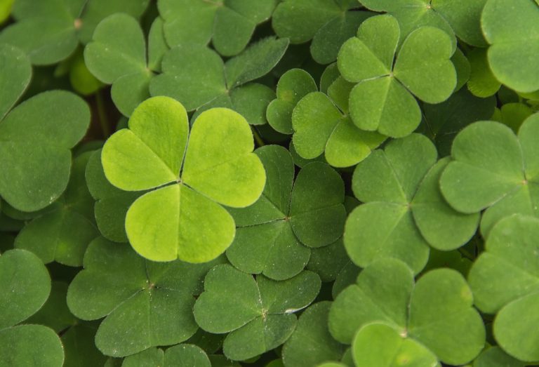 background of real four-leaf clovers