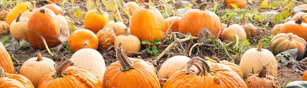 pumpkin patch at harvest time