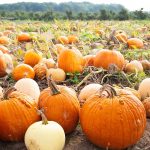 pumpkin patch at harvest time