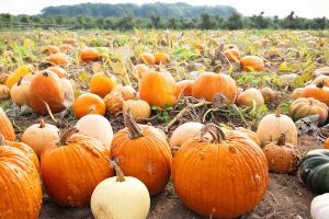 pumpkin patch at harvest time